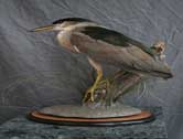 Black Crowned Night Heron